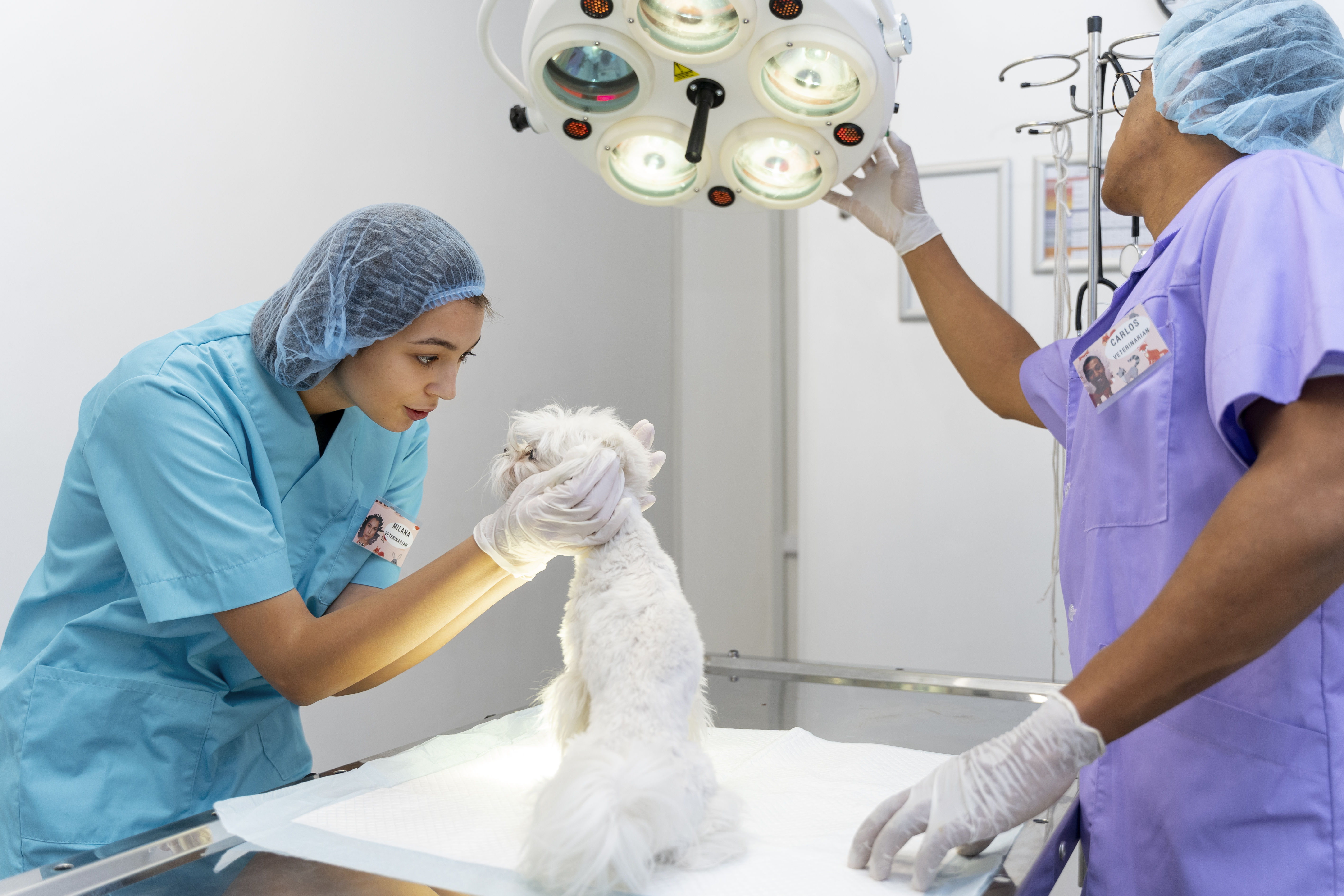 Imagem de cirurgia veterinária