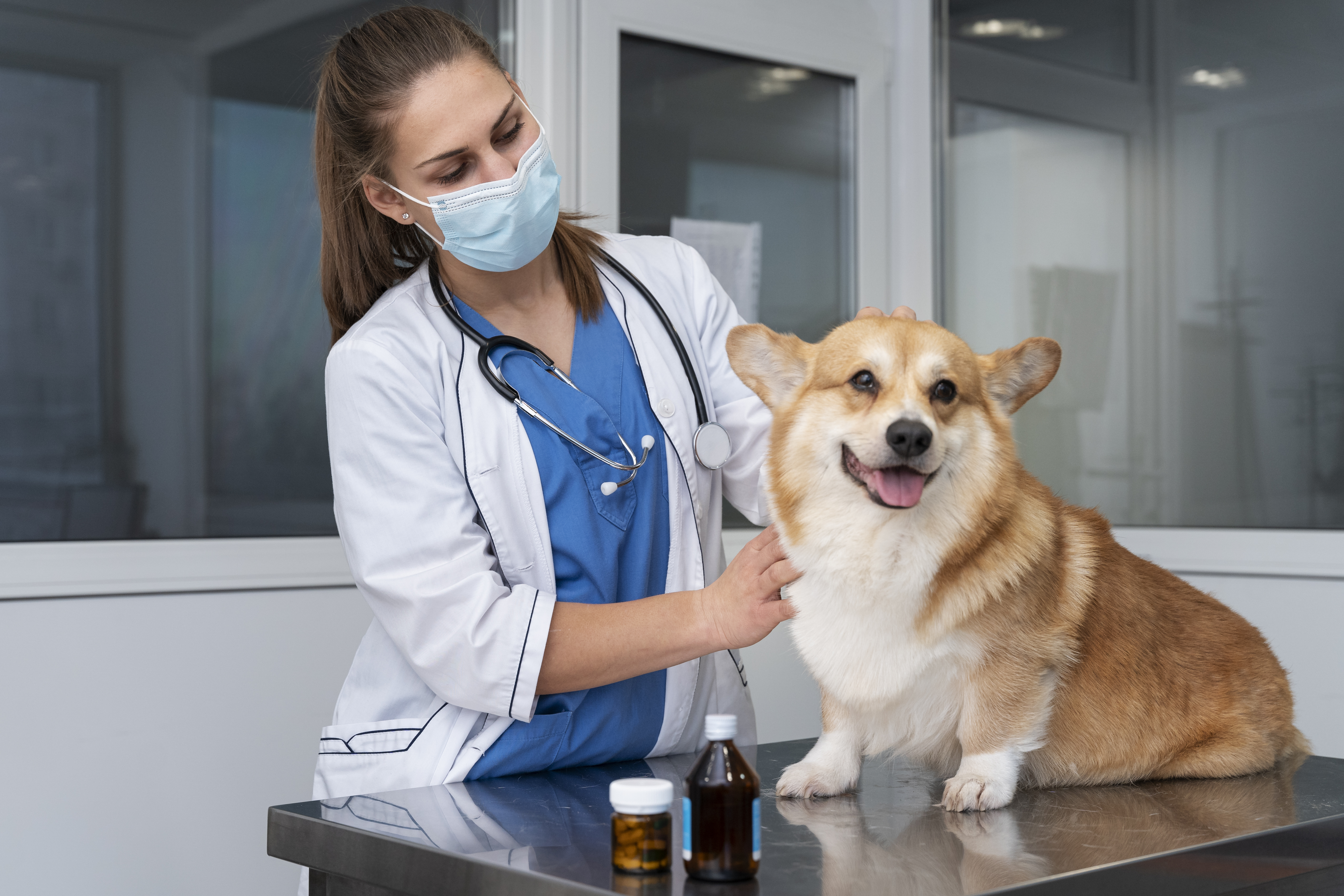 Imagem de uma veterinária cuidando de um cachorro